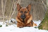 BERGER ALLEMAND 524